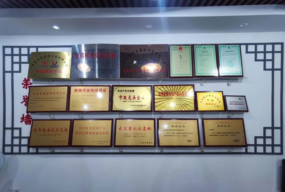 宏昌蛋鸡养殖公司,宏昌生态蛋鸡