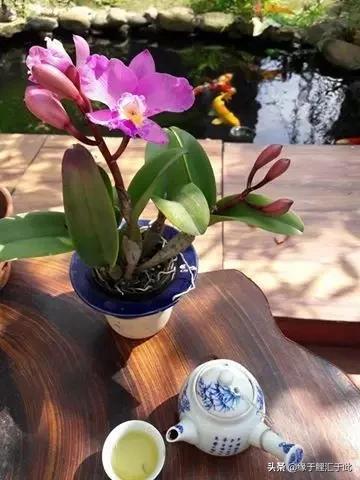 锦鲤长白毛最快的治疗方法,治疗锦鲤鱼病特效药