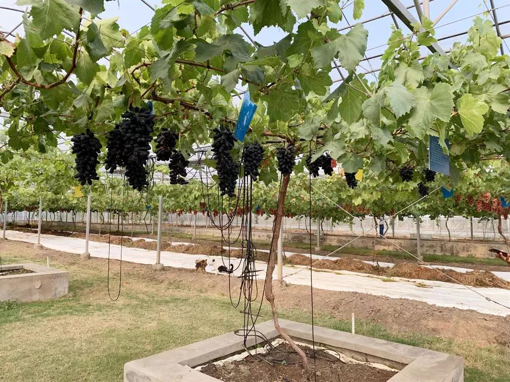 葡萄新品种发展潜力,未来5年最具潜力的葡萄品种