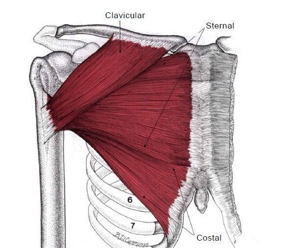 卧推手臂没劲怎么锻炼,练卧推为什么是手臂先没力气