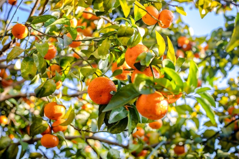 四会哪里有沙糖桔种植基地,四会桔子小镇沙糖桔