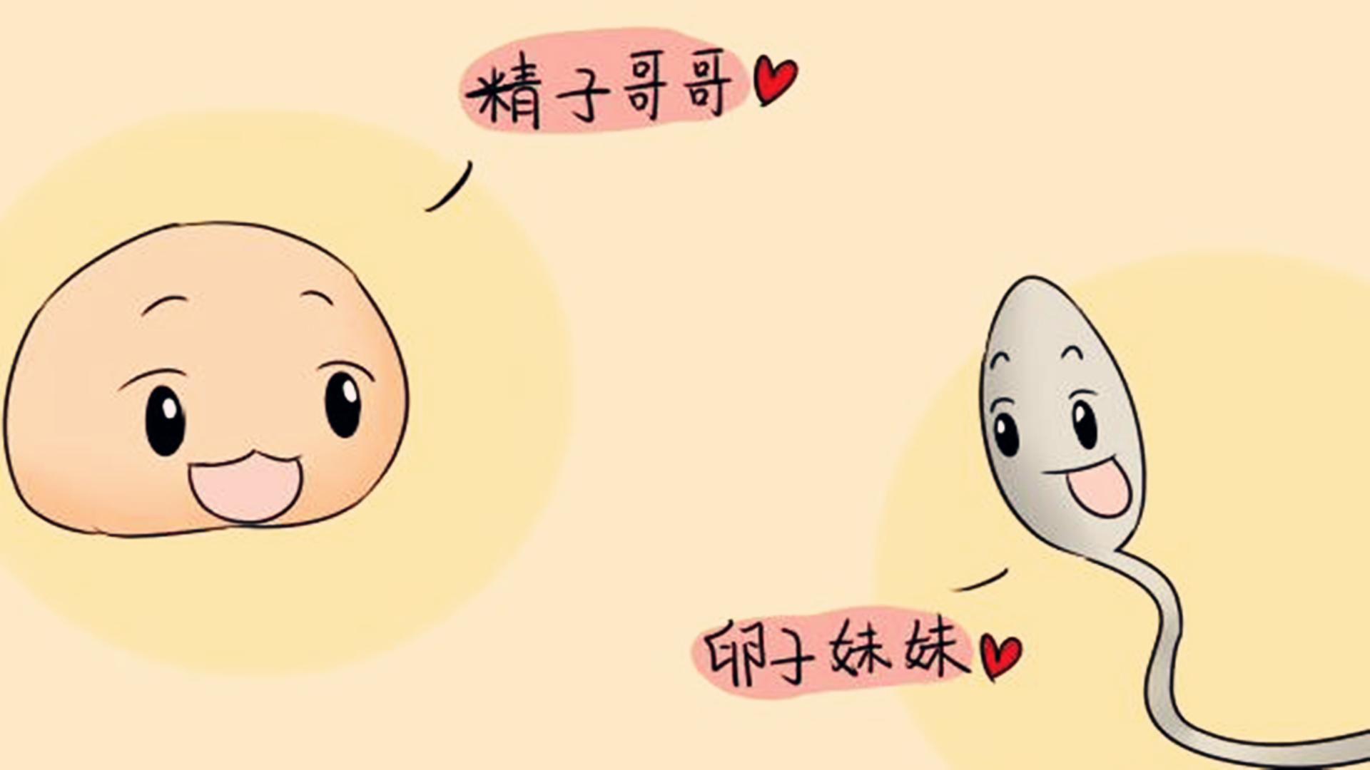 卵子和精子没有结合会去哪,没有卵子结合精子都去哪了