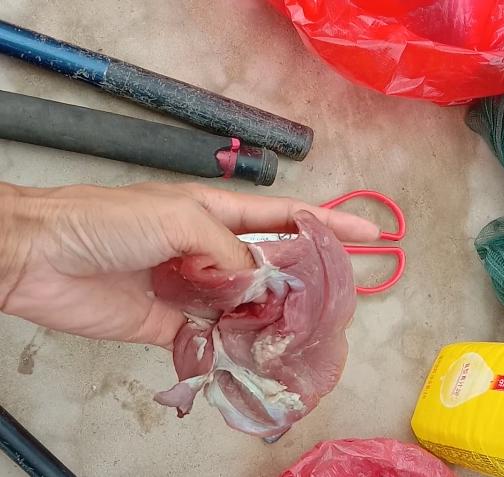 用猪肉可以钓清江鱼吗,猪肉钓什么鱼好