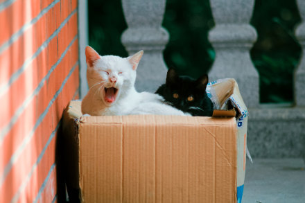 养猫对双相情感障碍有好处,老人养猫为什么能带来好处