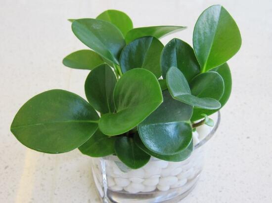 紫边碧玉和碧玉哪个好养,碧玉的养殖方法和注意事项