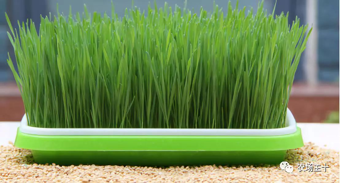 纸上种菜怎么赚钱,纸上种菜手把手教你