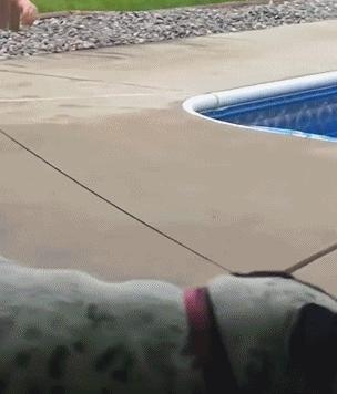 混蛋有什么意思,魂淡是什么梗