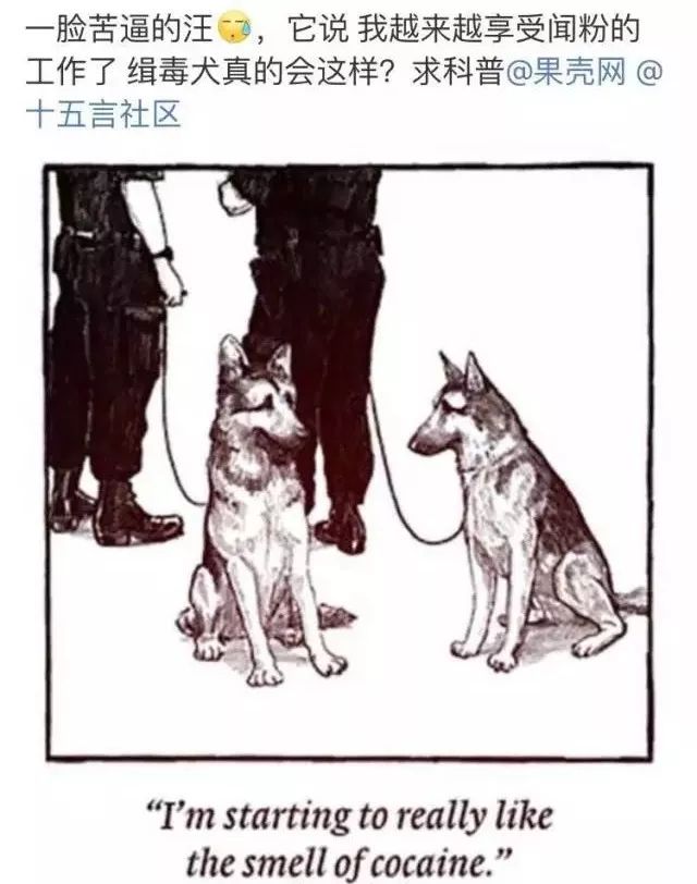 缉毒犬闻多了毒品会上瘾吗,闻毒品气味算吸毒吗