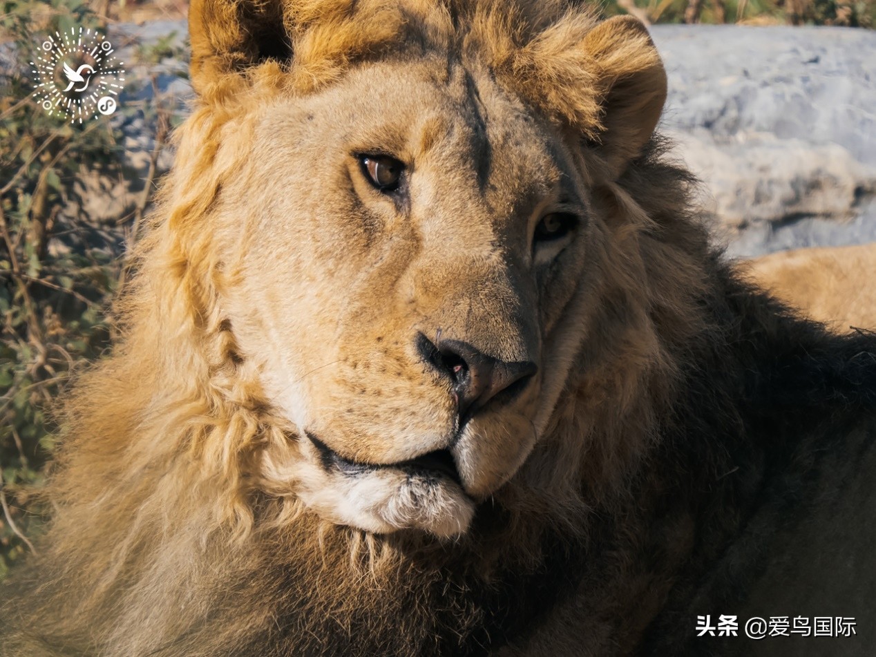奥林巴斯2000m,奥林巴斯40-150r镜头评测