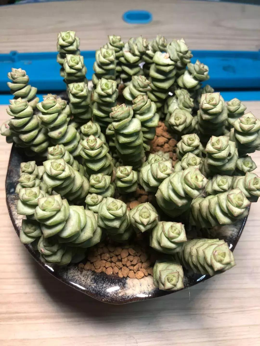 招财金钱木多肉怎么养,多肉钱串子风水摆放家里禁忌