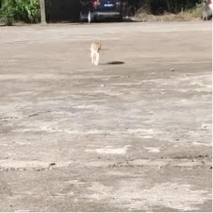 猫咪的魔性走姿,猫咪的十种沙雕动作