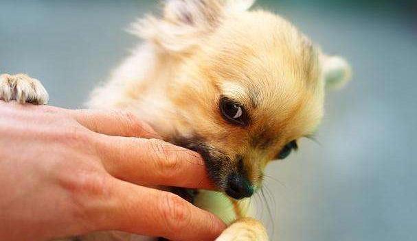 狗狗为什么知道主人对它好不好,狗狗的这几种行为最容易被误解