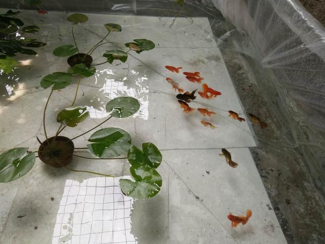 饲养观赏鱼可以往鱼缸里加盐,观赏鱼放鱼缸里为什么不能喂食