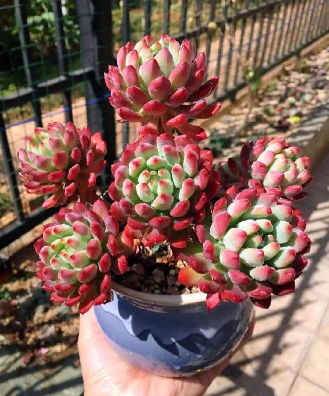 怎样让多肉火焰蒂亚叶片肥厚,多肉怎样让叶子肥厚有层次感