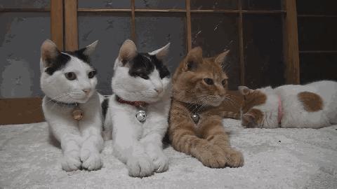 我发现现在这*子骗**真是邪门，卖个鱼钩还能想出来这么多种骗法……