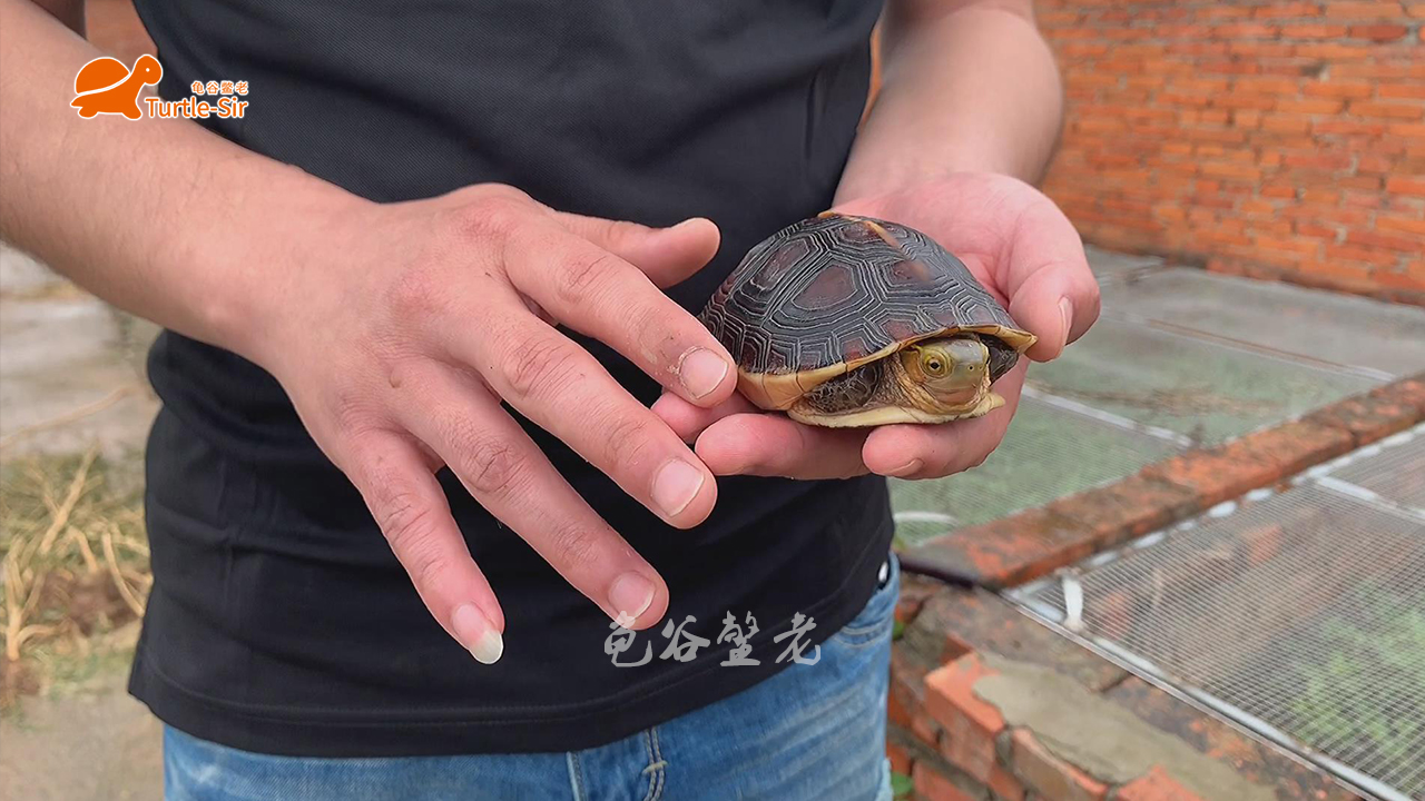 黄缘龟壳越养越淡,黄缘龟裙边甲颜色淡