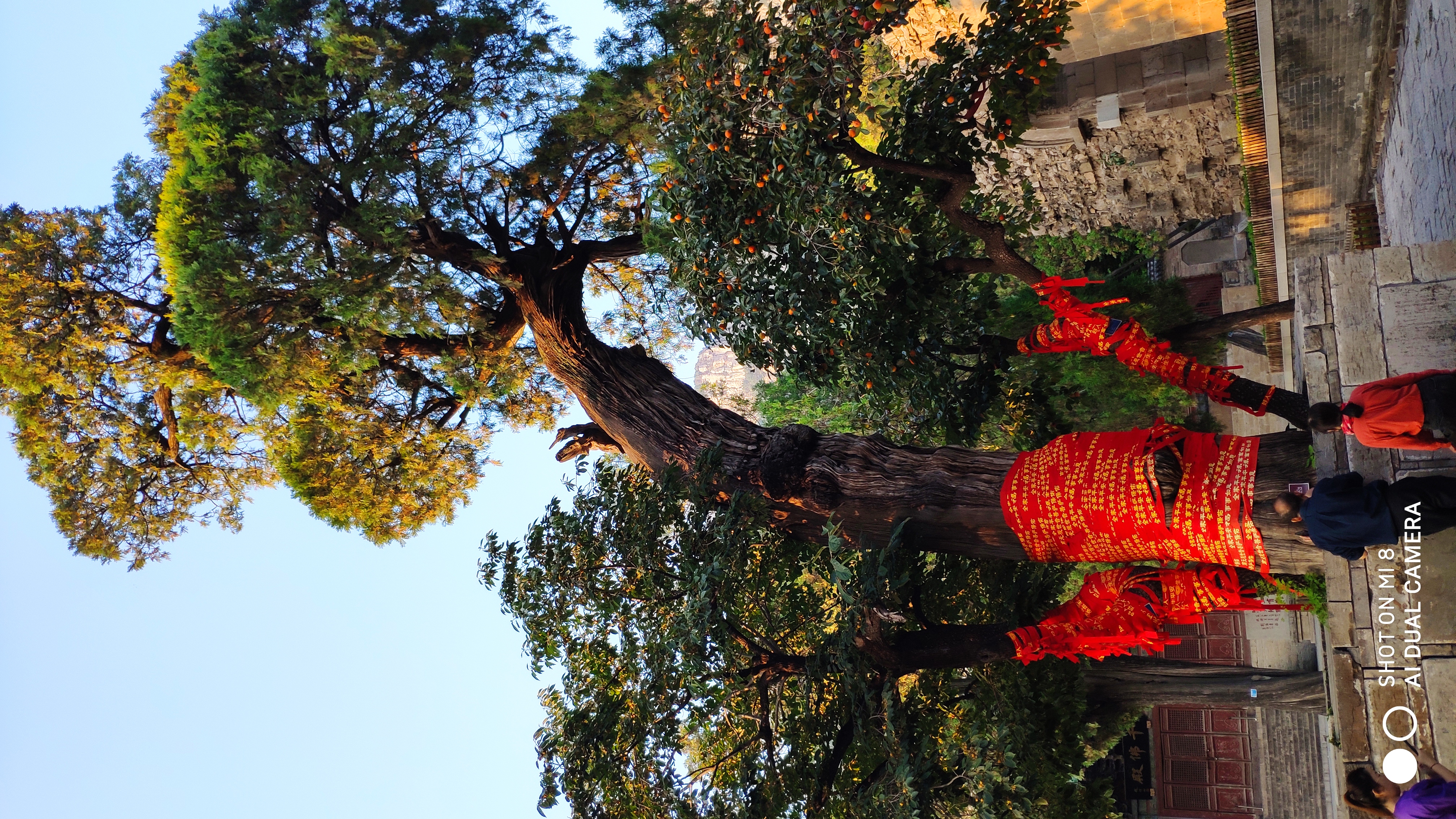 去济南灵岩寺什么必看,济南灵岩寺神树