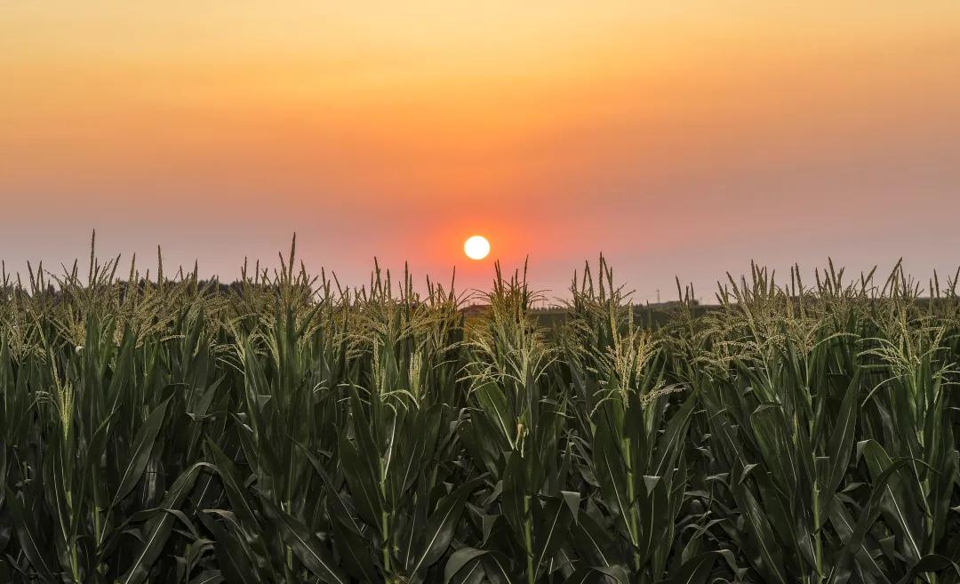 以习*平近**同志为核心的*党**中央领航中国为实现第一个百年奋斗目标而奋勇拼搏纪实
