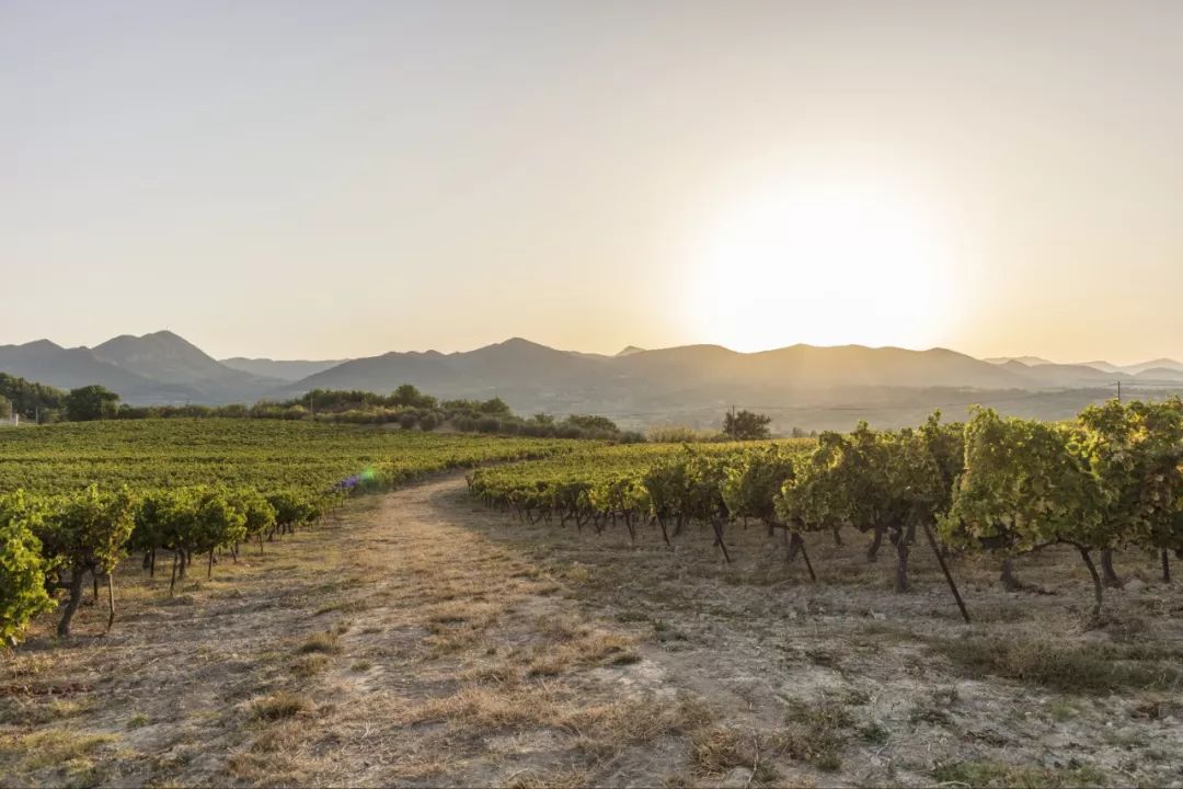 在中法两国同时投放户外广告，罗纳王品牌投入再升级