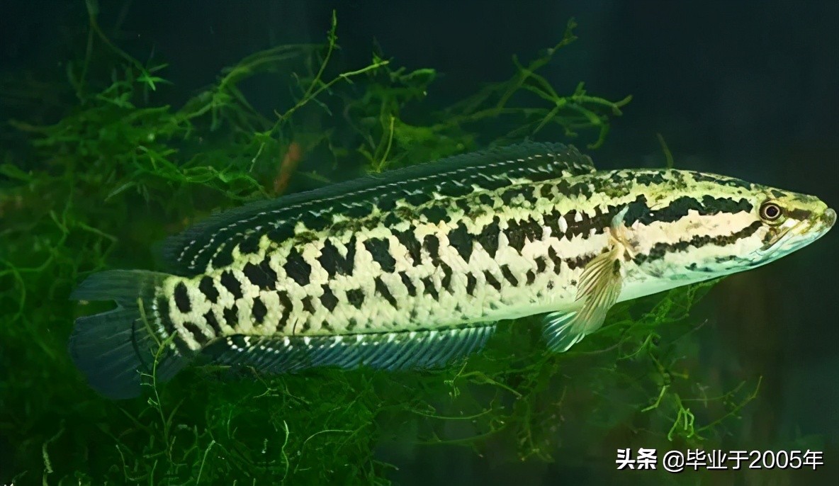 大连旅顺野钓淡水鱼的地方,大连近海常见鱼类图鉴