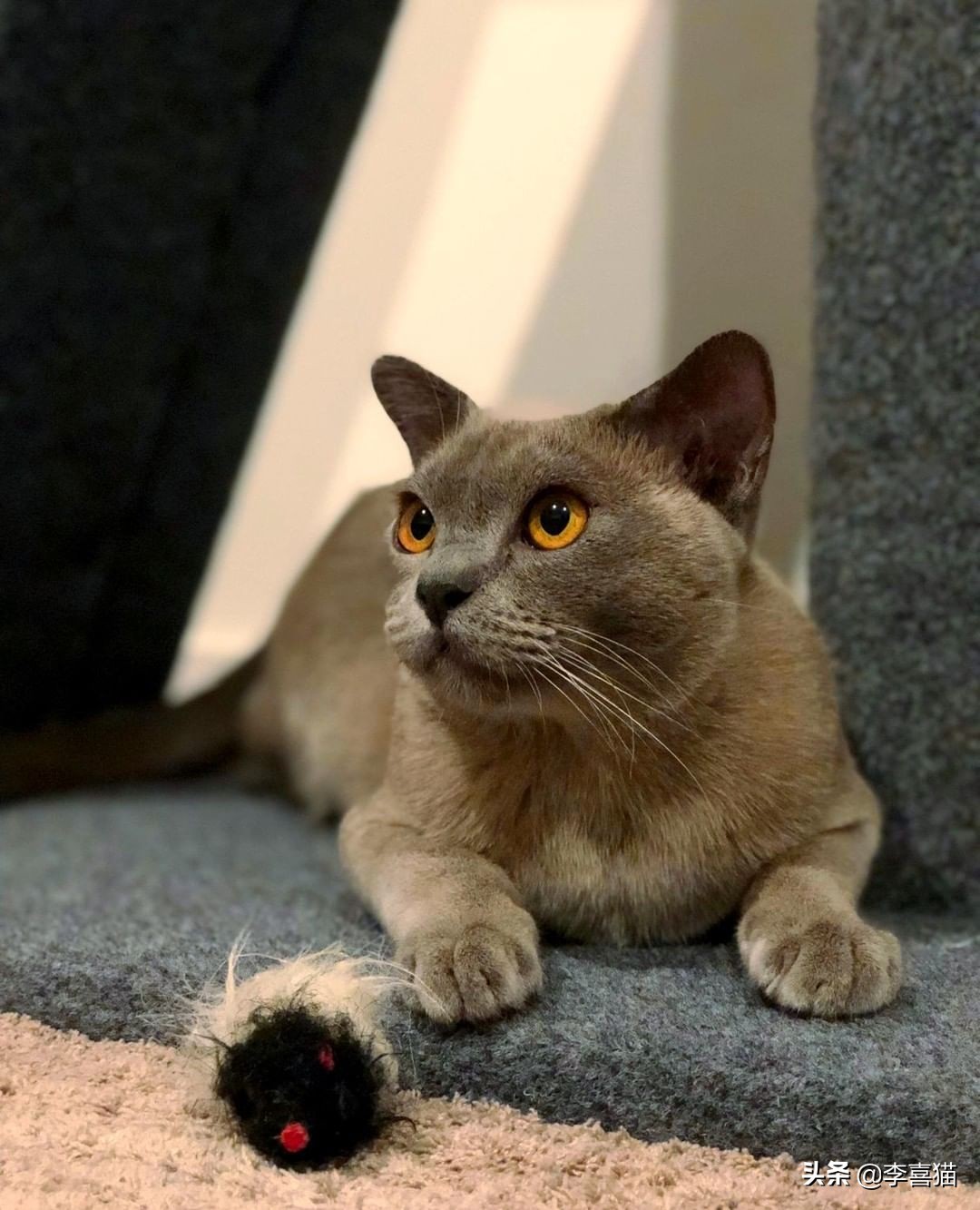 铲屎官收拾屋子,铲屎官最应该给猫咪的5种东西