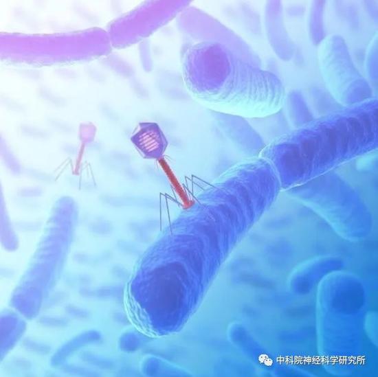噬菌体病毒入侵细菌,噬菌体在人类身体里消灭病毒细菌
