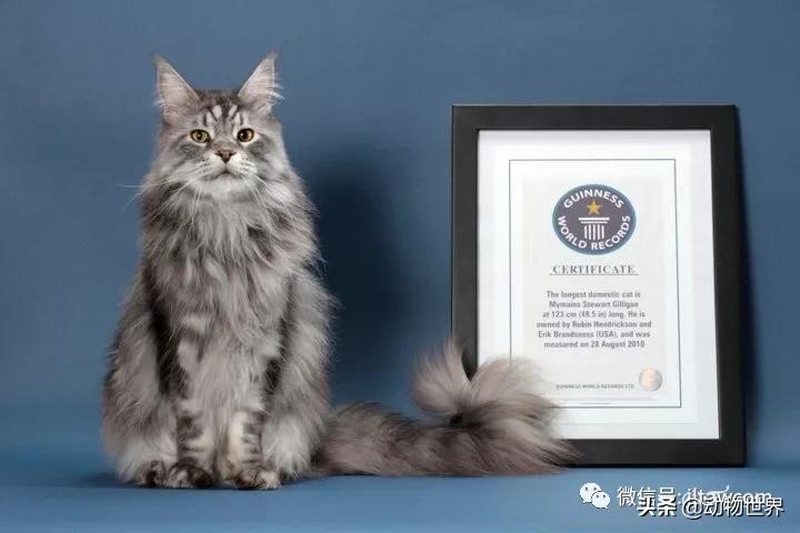 世界各国国宝级动物,世界各地的名贵动物