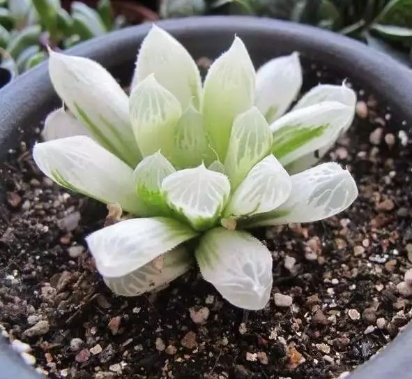 多肉早安图片大全,多肉大全100图