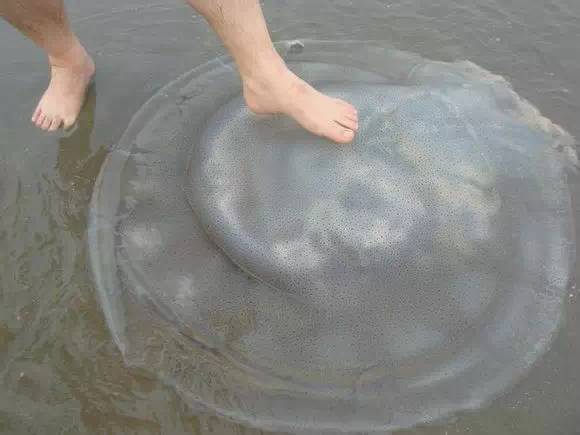 海鲜大全,最全海鲜冷知识