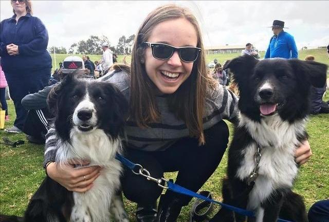 边牧聪明翻车,边牧聪明为什么边牧不当警犬