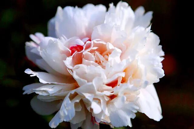 杨妃出浴是牡丹还是芍药,杨妃出浴芍药品种是进口品种吗