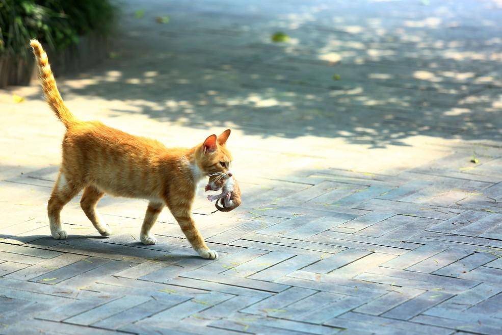明星劈腿出轨事件,明星频繁被曝绯闻有什么看法
