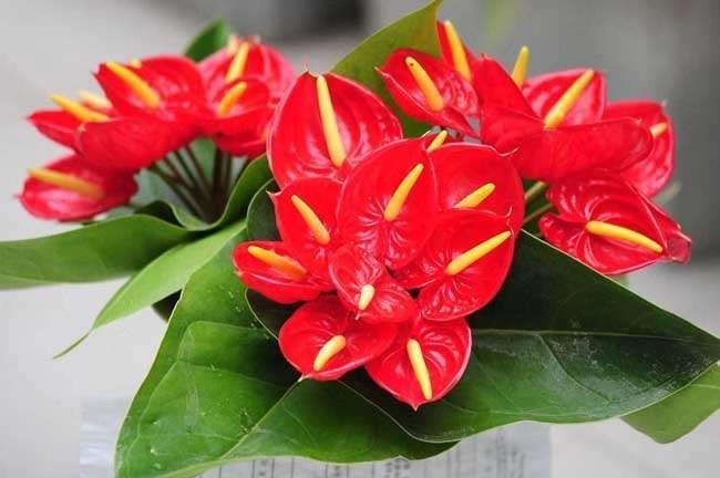 红掌开花寓意,红掌几月开花好