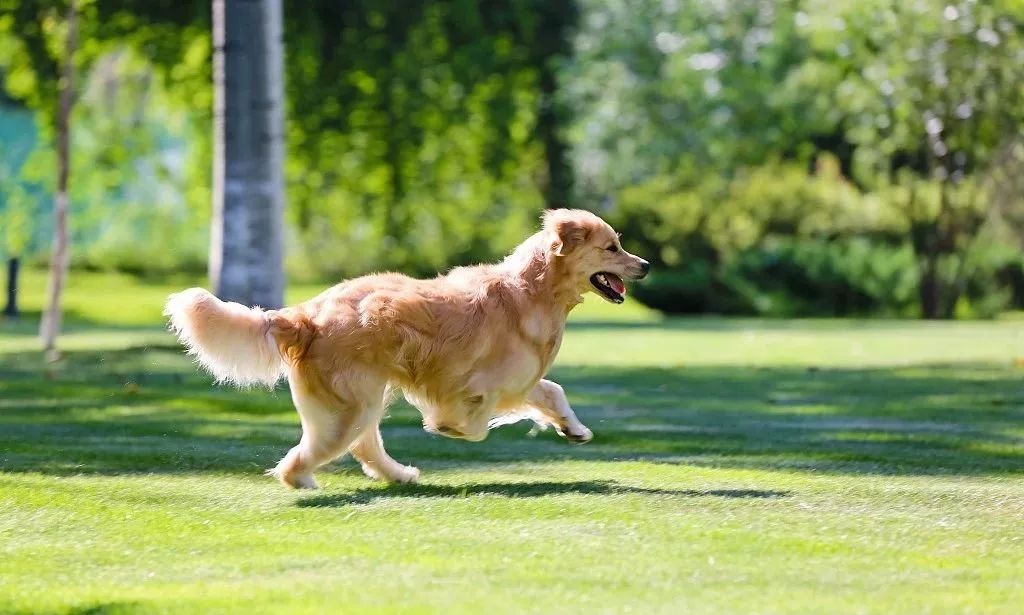 被仓鼠咬伤也要注射狂犬疫苗吗,被仓鼠抓伤了没出血要狂犬疫苗吗