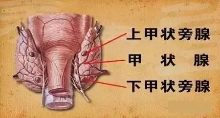 【腺体之美】荷尔蒙,你不知道的另一面