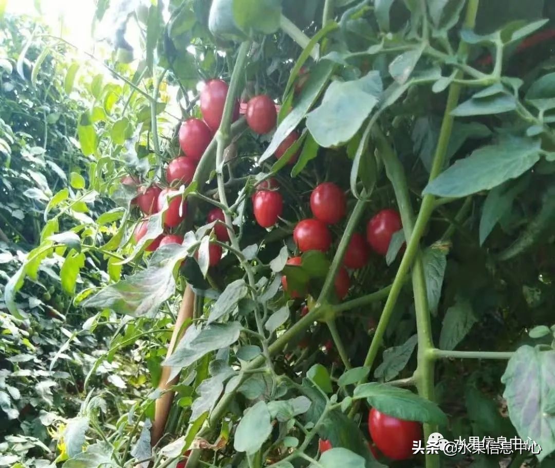 海南水果都有哪些品种图片及名称,海南水果上市时间表赶快收藏吧