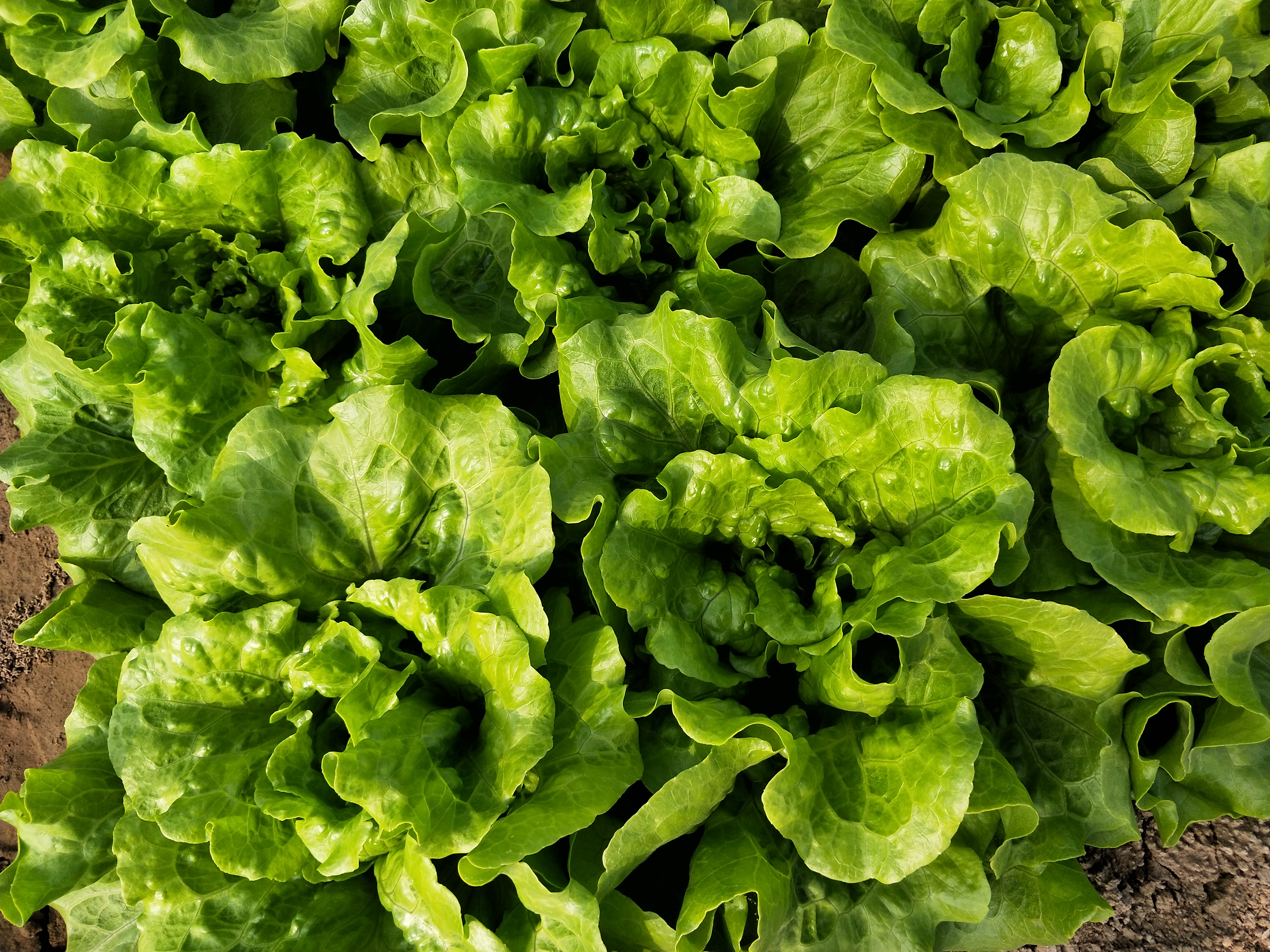 生菜催芽播种后几天可以出苗,湖北现在播种生菜几天出苗