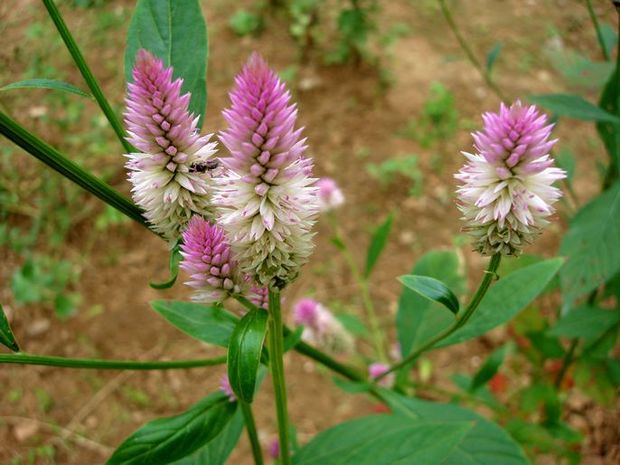 每天认识一味中药青葙子,青葙子药材图片