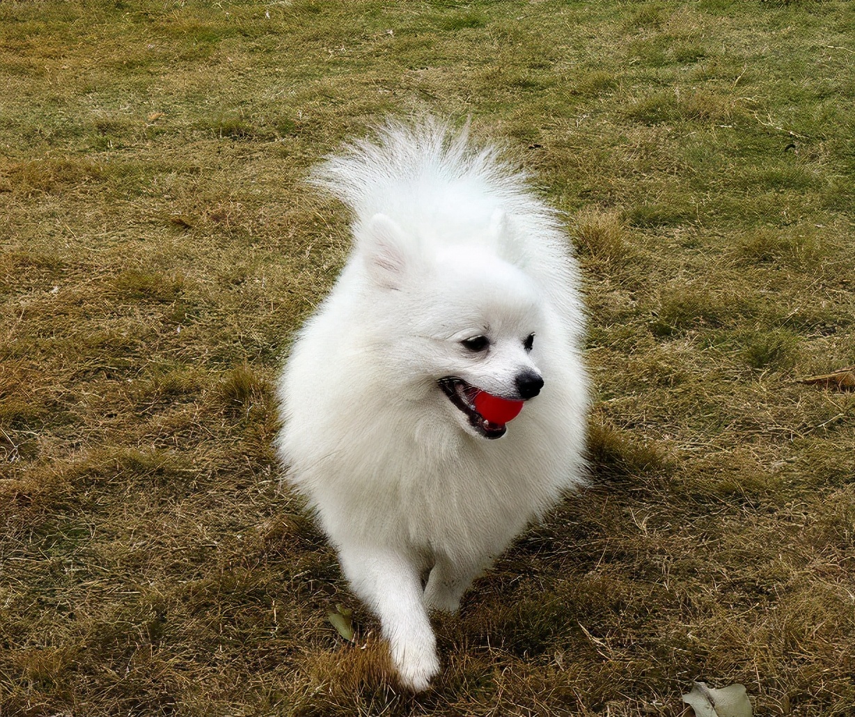 柴犬和博美狗哪个好看哪个好养,金毛哈士奇柴犬哪个好养