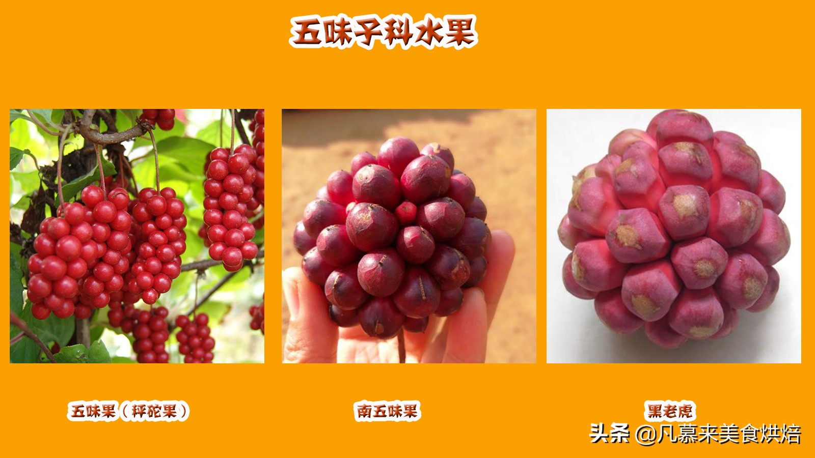 水果百科知识大全水果种类,水果种类大全水果如何分类