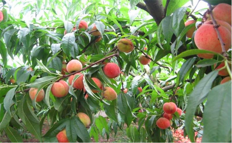 桃树根癌病并不难治，只要你这样来做，保证来年有产量