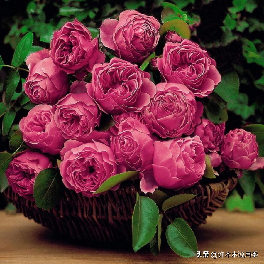 前一段时间买的月季不开花怎么办,月季不开花怎么区分开花颜色