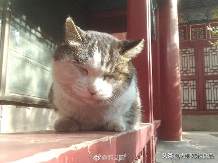 故宫的御前带爪护卫小崽儿,回喵星了……