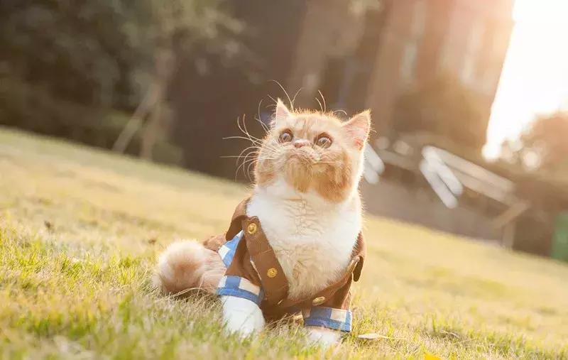 行走的蒲公英猫咪照片,行走的蒲公英猫品种