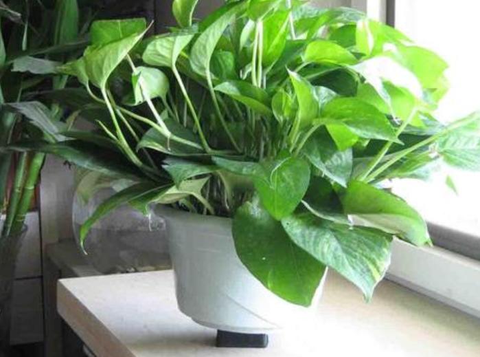 盆栽绿萝怎么养才能更旺盛小妙招,盆栽绿萝用什么营养素才好