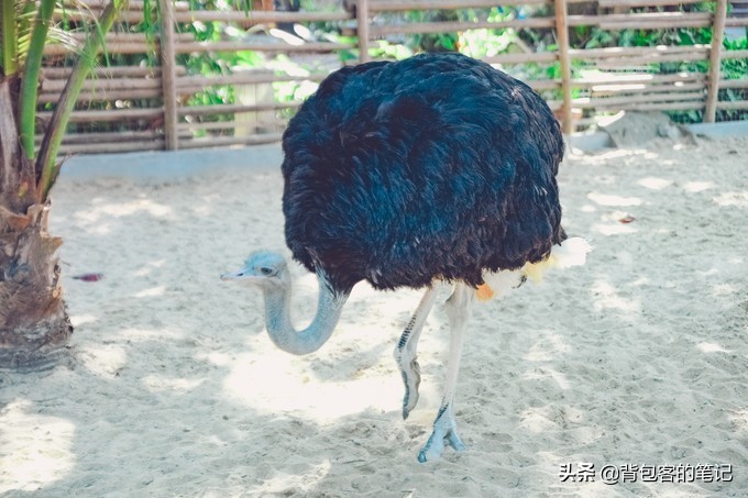 进出景区排队3个小时,岛上物价高上天,这的游客还是多的挤破头