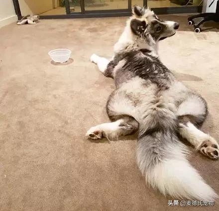 狗中三傻阿拉斯加萨摩耶,哈士奇阿拉斯加萨摩耶宠物秀