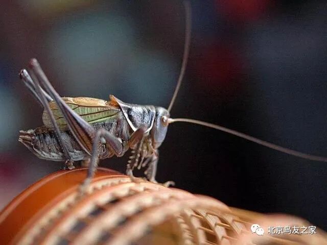 鑰佸寳浜殑楦h櫕鏈夊灏戠,鑰佸寳浜汉鐜╃殑鍥涘ぇ楦h櫕