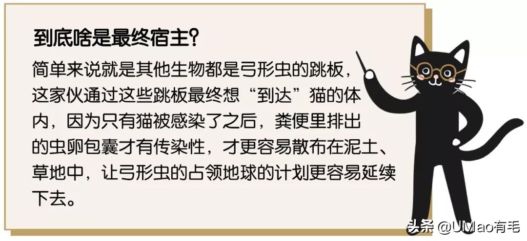 关于弓形虫你所不知道的一切,被弓形虫刷屏的视频
