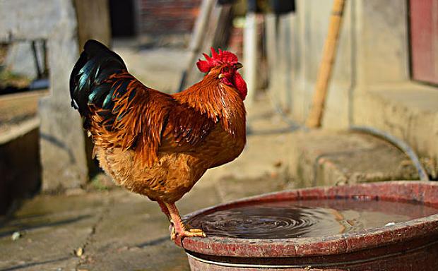 养鸡快速化痰的方法,养鸡就怕公鸡叫怎么办